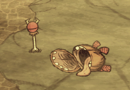 Ossoeil-0.png