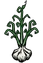 Garlic Plant