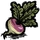 Turnip