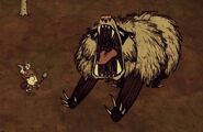 Медведь барсук. Медведь барсук в don't Starve. Барсук медведь из don't Starve. Медведь барсук в don't Starve together. Медведь барсук Дон старв.