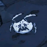 Araignées albino en train de mourrir