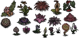 Fleurs exotiques