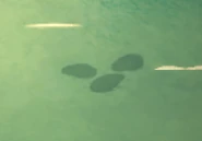 Một Tổ Vẹm được tìm thấy ở Biển Nông.