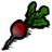 Radish