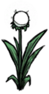 Single Light Flower