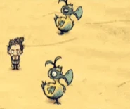 Cách thức giao phối của Doydoy.