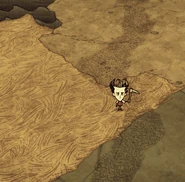 Wilson stojący na ścieżce