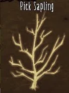 Sadzonka patyków.jpg (5 KB) Sadzonka, z której można pozyskać patyki