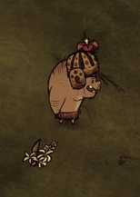 2013-05-06 00003.jpg (15 KB) Świnia w kasku futbolowym