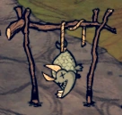 Martwy rybopies na suszarni