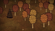 Drzewa liściaste w trakcie trwania jesieni