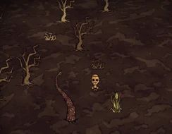 Fragment rozległych bagien