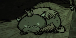 Śpiący mały bawół