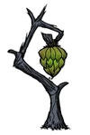 Bananowiec jaskiniowy
