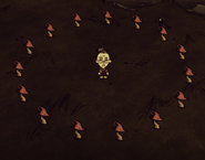 Krąg czerwonych grzybów