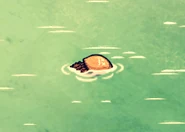 Martwa meduza.png (58 KB) Martwa meduza