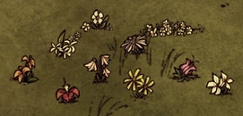 10 rodzajów kwiatów