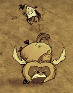 Wilson zrzucony z siodła przez bawoła.jpg (201 KB) Bawół zrzucający Wilsona z siodła