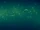 Bioluminescencja (DSS)