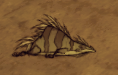 śpiący trawiasty gekon (DST)