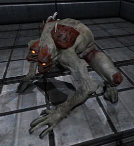 Maggot