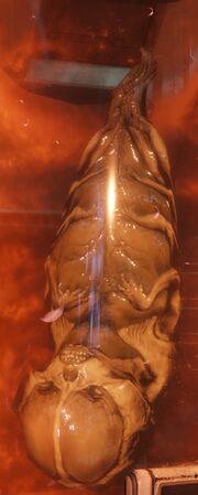 Fetus2016-2.jpg