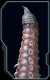 Tentacle Codex