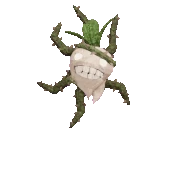 MandrakePlantAnim.gif (719 KB) Mandrake's plant animation.