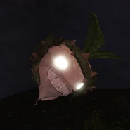 Mandrake full body.png (276 KB) The full body of a Mandrake