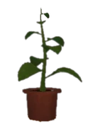 Herb Of Viridis.png (27 KB) The Green Herb that passively regenerates the player's Health after being selected.