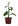 Herb Of Viridis.png