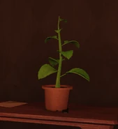 LockpickUnderHerb.png (88 KB) A lockpick spawning under the Green Herb, which is also impossible to pick up.