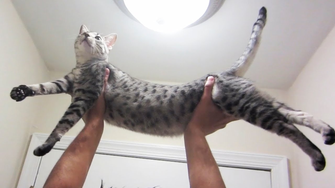nylah and jesse wellens