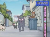 貓