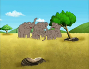 Elephants, happy to be alive!