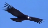 Condor