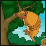 A three-banded armadillo swinging from a tree