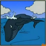 Diego Saves Baby Humpback Whale Right Answer 2