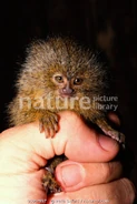 Pygmy marmoset