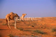 Camel