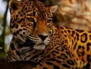 Jaguar (2)