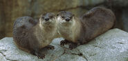 River Otters (Minden Pictures)