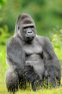 Gorilla