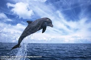 Bottlenose Dolphin