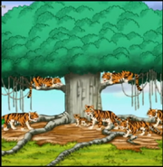 A tiger reserve, what Diego created to help the Bengal tigers