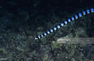 Sea Krait