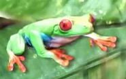 Red-Eyed Tree Frog (Corbis)