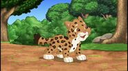 [This special episode starts with Baby Jaguar standing in the middle of a path, because today