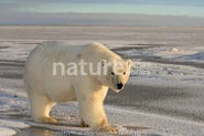 Polar bear