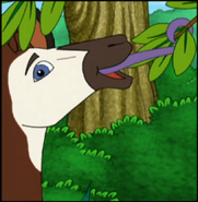 An okapi using its long, purple tongue to reach leaves to eat